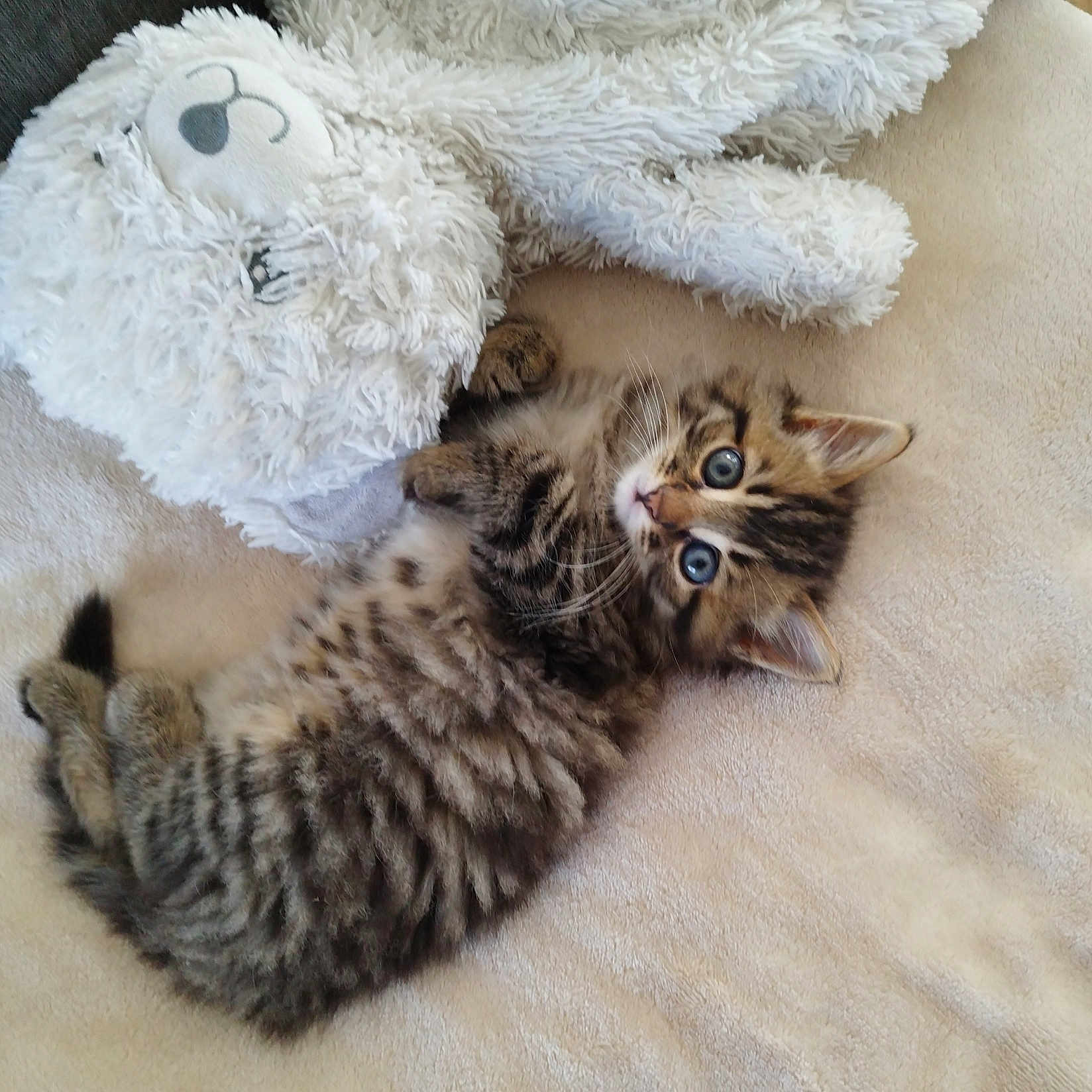 Chipy participe au concours pour gagner de l'argent avec cette photo : abyssinian, animal, bed, blanket, cat, clothing, couch, cushion, furniture, homedecor, indoors, kitten, manx, ocelot, person, pet, plush, siamese, sleeping, toy