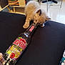 kitten, cat, bottle, beer, desperados, curious, indoor, furniture, shelf, books, floor, black_surface, small_animal, pet, young_cat, domestic_cat, table, hand, close_up, cute