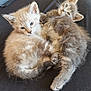 Azymut a rejoint le concours — aidez-le/la à gagner de superbes lots ! kitten, cat, feline, animal, pet, cute, snuggling, fur, blue_eyes, gray_tabby, resting, cozy, close_up, indoor, soft, young_animal, sleepy, paw, whiskers, tail