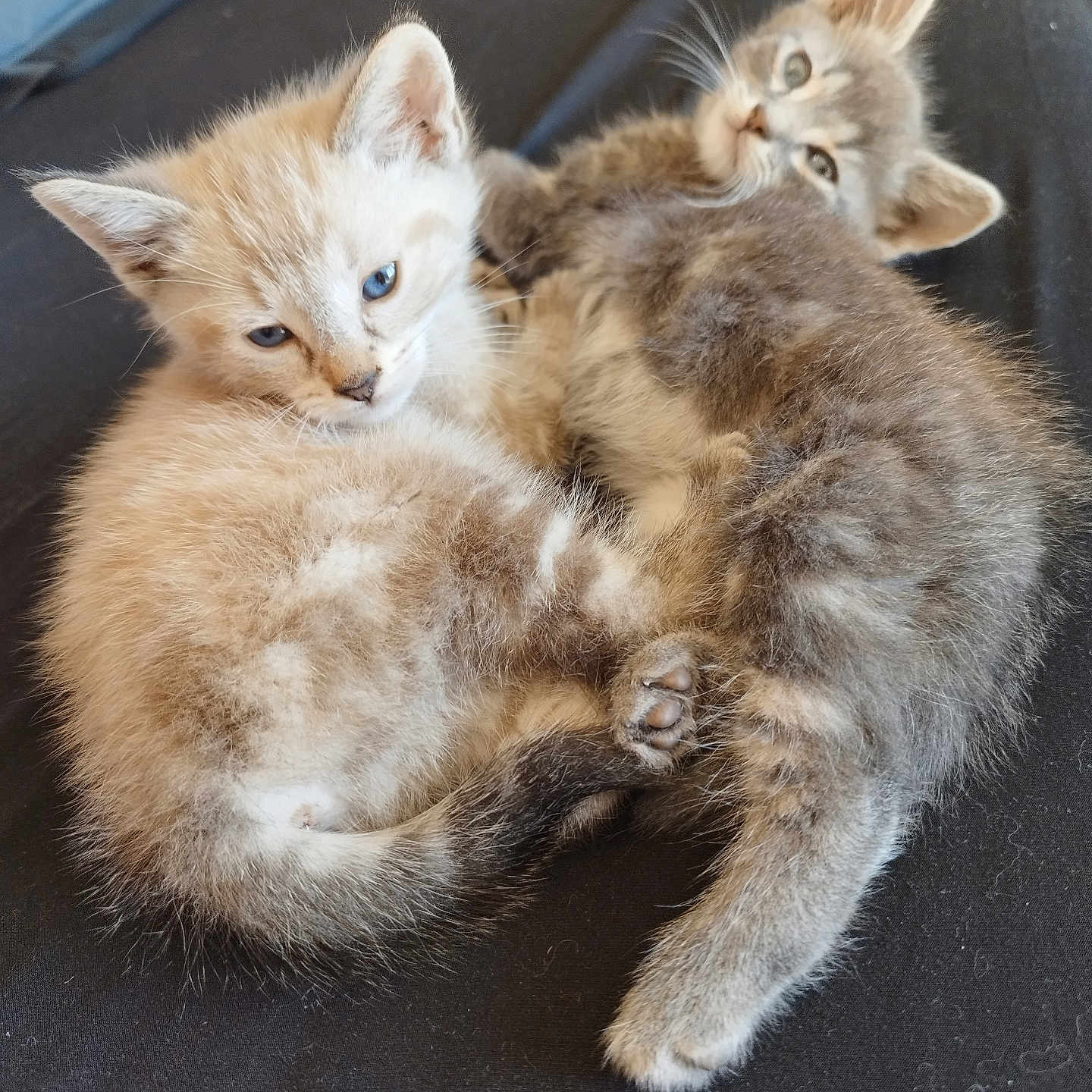 Azymut a rejoint le concours — aidez-le/la à gagner de superbes lots ! animal, blue_eyes, cat, close_up, cozy, cute, feline, fur, gray_tabby, indoor, kitten, paw, pet, resting, sleepy, snuggling, soft, tail, whiskers, young_animal