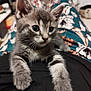 Anakin a rejoint le concours — aidez-le/la à gagner de superbes lots ! kitten, cat, gray_fur, whiskers, pet, animal, lap, person, floral_pants, indoor, cozy, close_up, cute, feline, young, domestic_animal, relaxed, soft_fur, curious, home