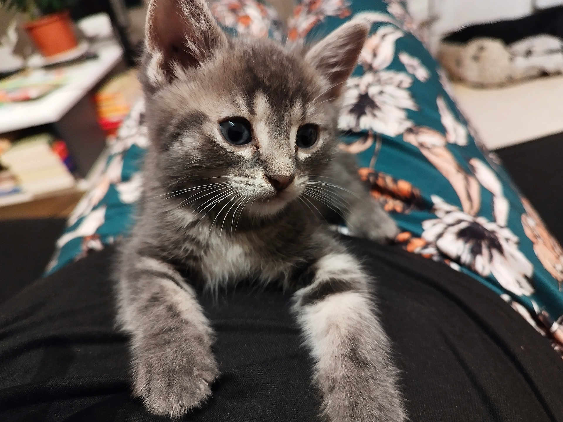 Anakin