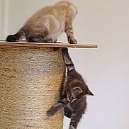 Anakin a rejoint le concours — aidez-le/la à gagner de superbes lots ! kitten, cat, scratching_post, climbing, playful, feline, pet, cute, animal, young_cat, fur, tabby, indoor, claw, paw, balancing, vertical, side_view, two_cats, home