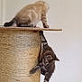 kitten, cat, scratching_post, climbing, playful, feline, pet, cute, animal, young_cat, fur, tabby, indoor, claw, paw, balancing, vertical, side_view, two_cats, home