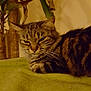 Chatouille a rejoint le concours — aidez-le/la à gagner de superbes lots ! american_shorthair, asian, bengal, california_spangled, carnivore, cat, domestic_short_haired_cat, dragon_li, european_shorthair, felidae, kitten, mammal, ocicat, small_to_medium_sized_cats, sokoke, tabby_cat, tail, toyger, whiskers, wild_cat