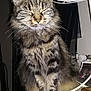 Chatouille a rejoint le concours — aidez-le/la à gagner de superbes lots ! american_shorthair, asian, carnivore, cat, domestic_long_haired_cat, domestic_short_haired_cat, dragon_li, european_shorthair, felidae, kitten, maine_coon, mammal, norwegian_forest_cat, pixie_bob, siberian, small_to_medium_sized_cats, tabby_cat, vertebrate, whiskers, wild_cat
