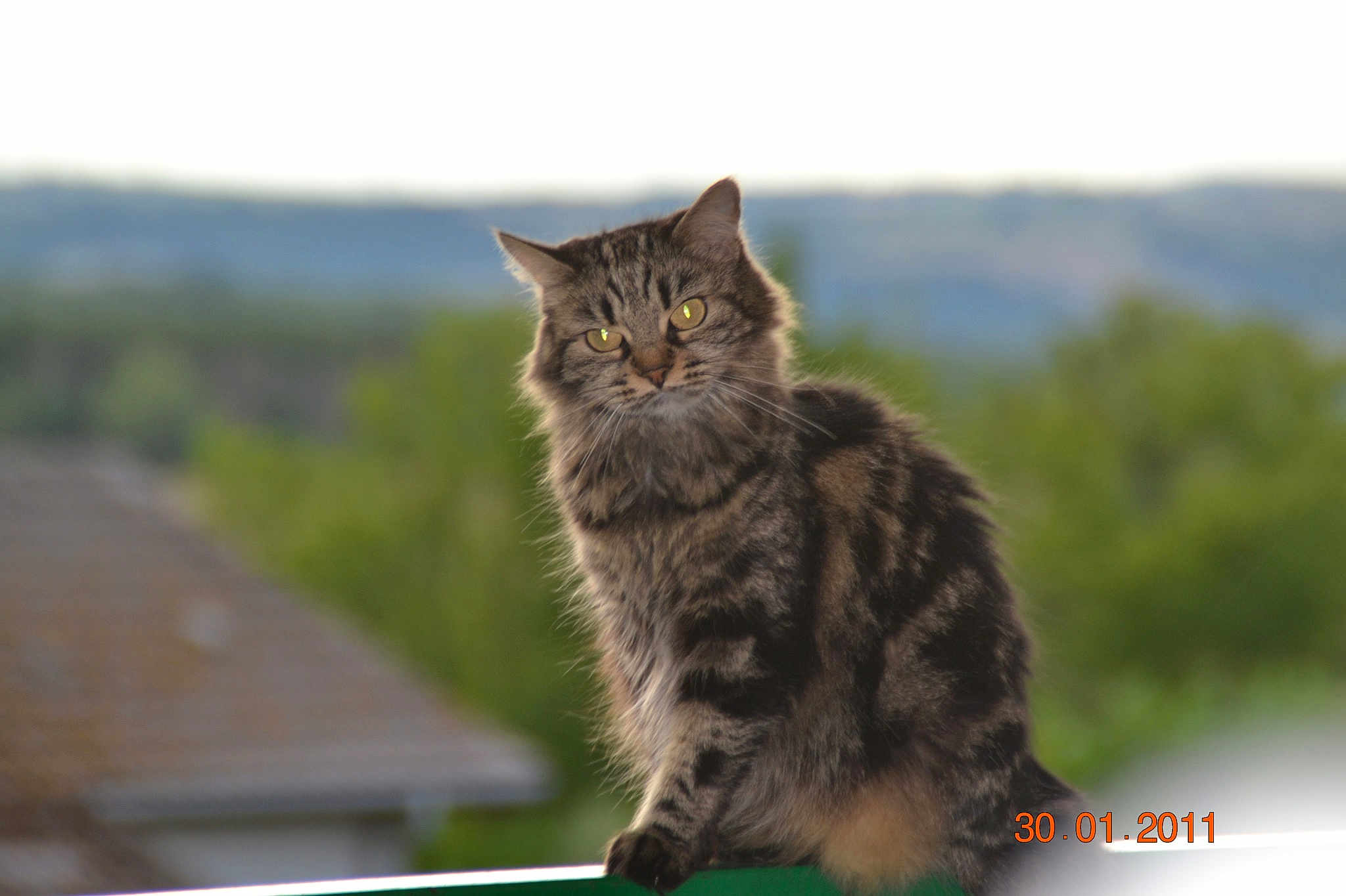 Chatouille