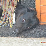 Izzy a rejoint le concours — aidez-le/la à gagner de superbes lots ! snout, terrestrial_animal, vertebrate