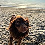 dog, beach, sand, ocean, sunlight, waves, outdoor, pet, animal, curious, fluffy, brown, closeup, nature, sky, clouds, daytime, walking, coast, playful