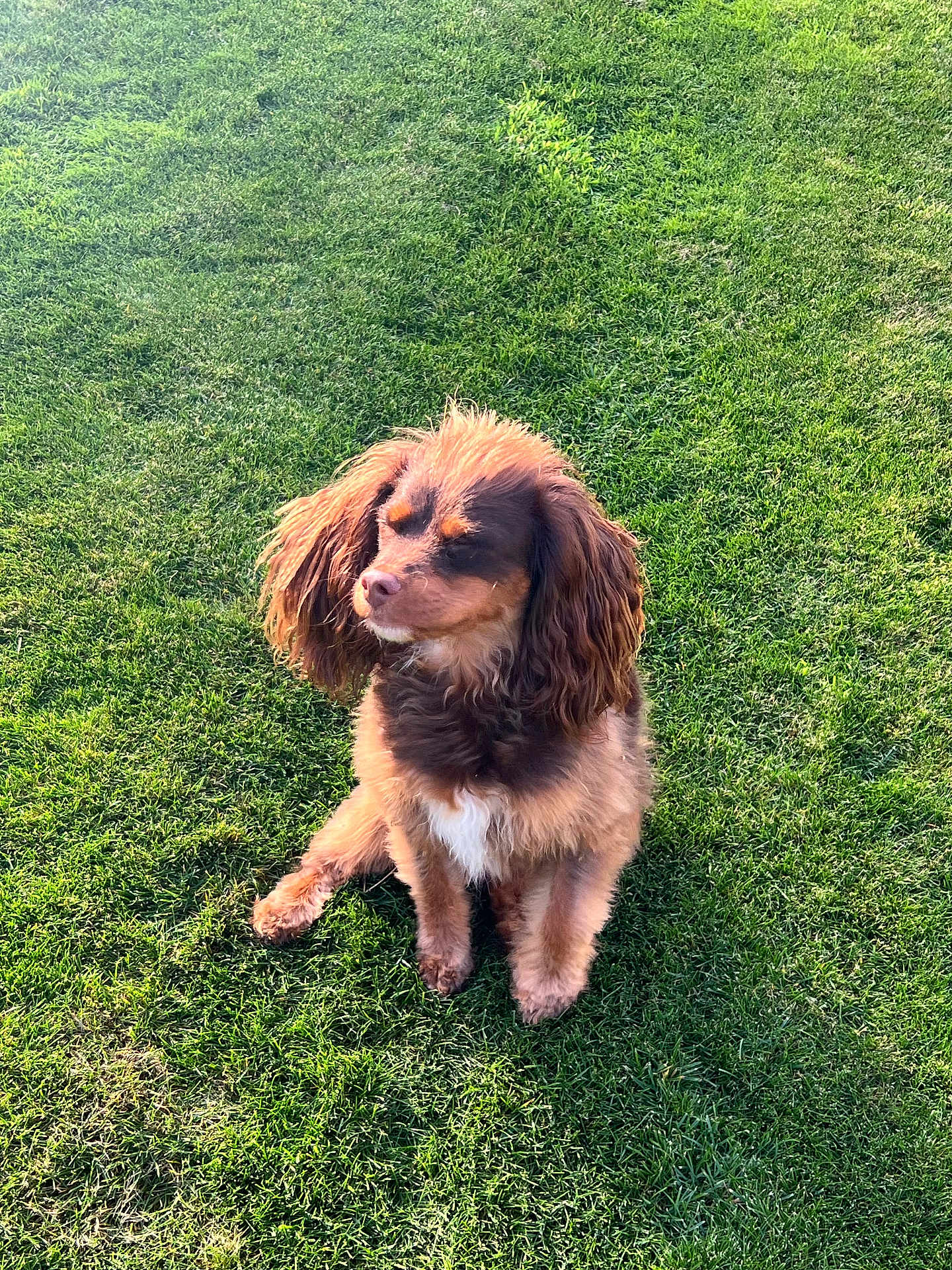 Indy joined the competition — help win amazing prizes! dog, grass, outdoor, pet, animal, canine, brown, fur, ears, sunlight, nature, sitting, cute, daylight, greenery, mammal, portrait, friendly, fluffy, companion