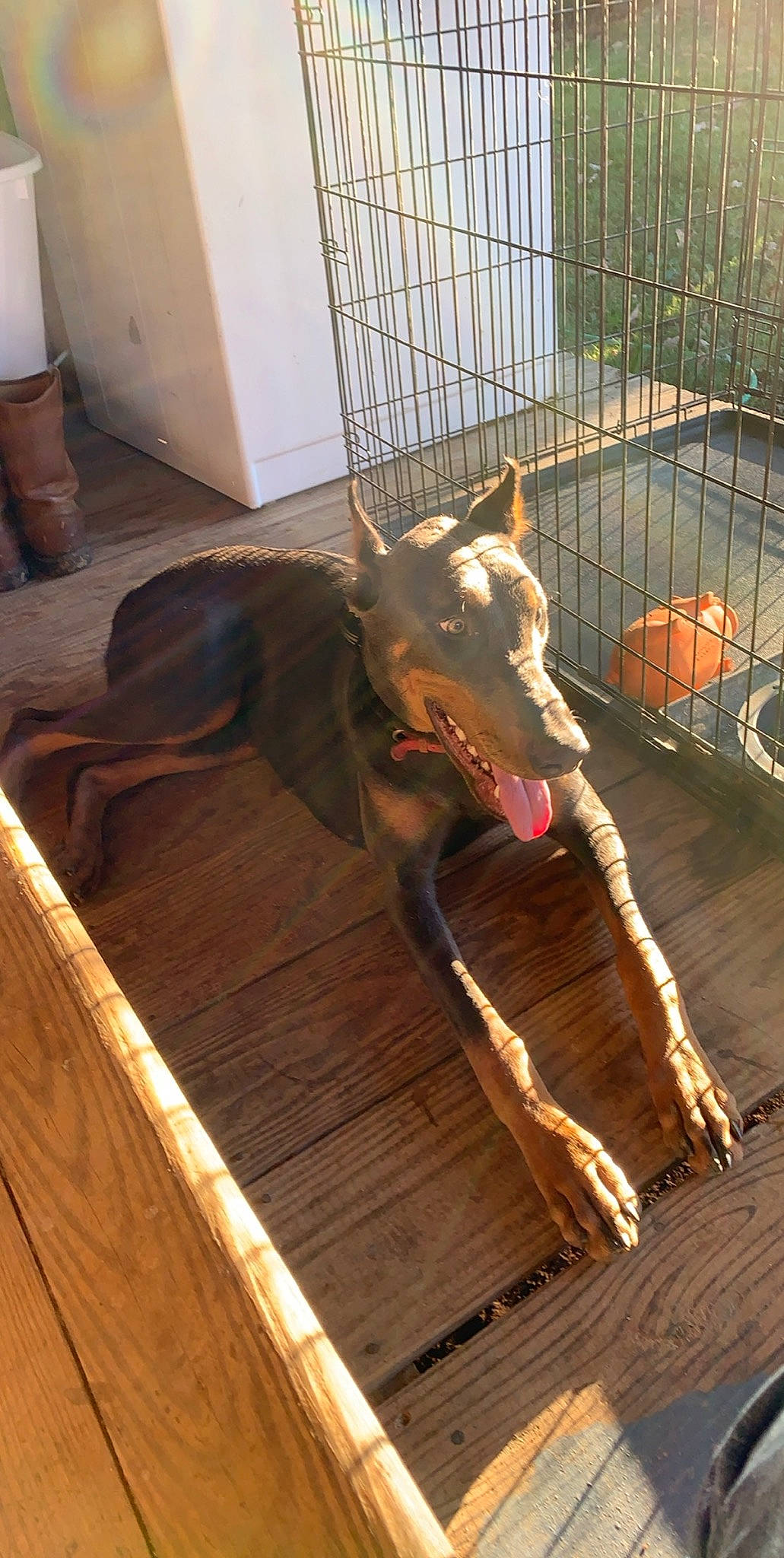 Diamond joined the competition — help win amazing prizes! canidae, carnivore, dog, dog_breed, fawn, galgo_espanol, greyhound, guard_dog, hortaya_borzaya, ibizan_hound, italian_greyhound, lurcher, whippet, wood