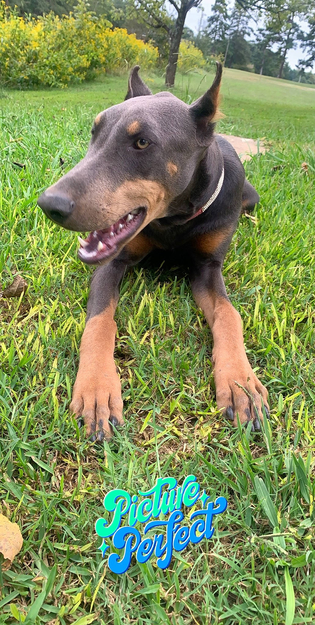 Diamond joined the competition — help win amazing prizes! black_and_tan_terrier, canidae, canis_panther, carnivore, dobermann, dog, dog_breed, german_pinscher, grass, guard_dog, mammal, pinscher, snout, vertebrate, working_dog