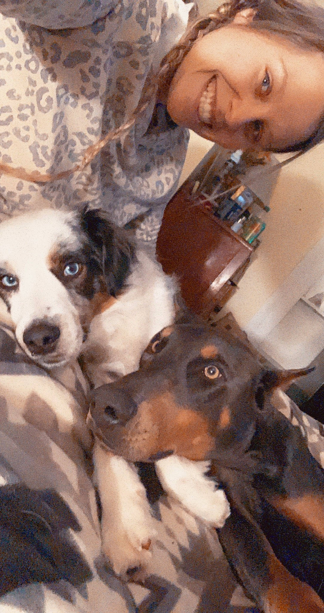 Rosco joined the competition — help win amazing prizes! canidae, carnivore, chair, comfort, companion_dog, couch, dog, dog_breed, door, fawn, fur, organ, puppy_love, snout, sporting_group, toy_dog, whiskers, working_animal, working_dog