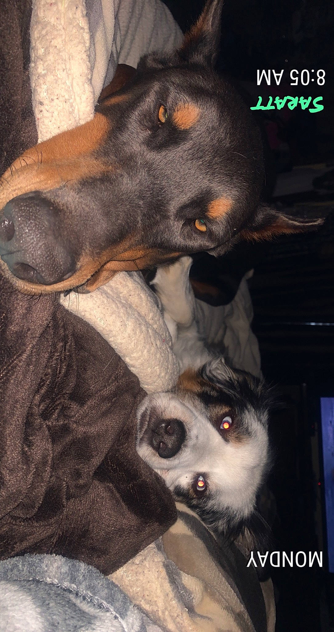 Rosco is registered to the contest to win money with this photo: canidae, carnivore, comfort, companion_dog, dog, dog_breed, dog_supply, fur, hunting_dog, liver, pet_supply, snout, sporting_group, terrestrial_animal, whiskers, working_animal, working_dog