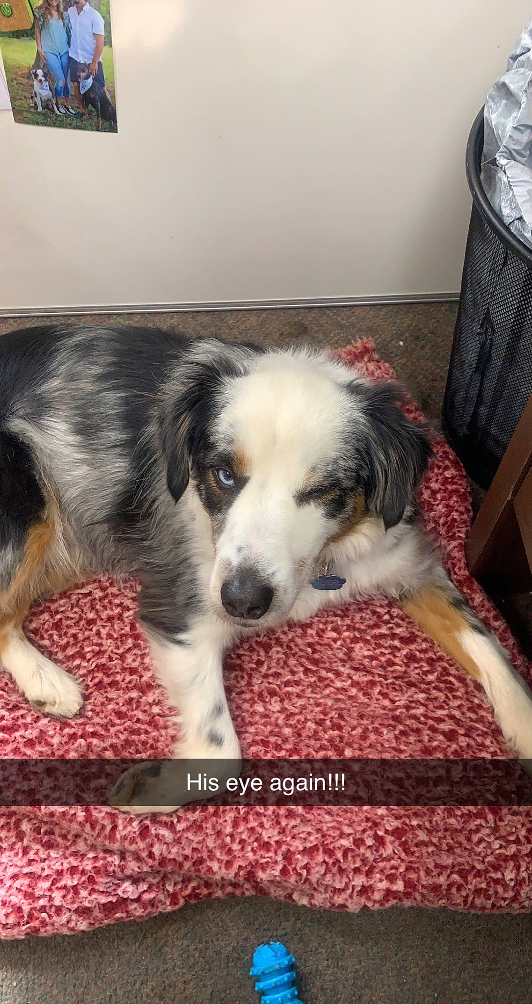 Rosco is registered to the contest to win money with this photo: aluminum_can, border_collie, canidae, carnivore, companion_dog, dog, dog_breed, flooring, fur, herding_dog, sporting_group, terrestrial_animal, texas_heeler, tin_can, working_animal, working_dog