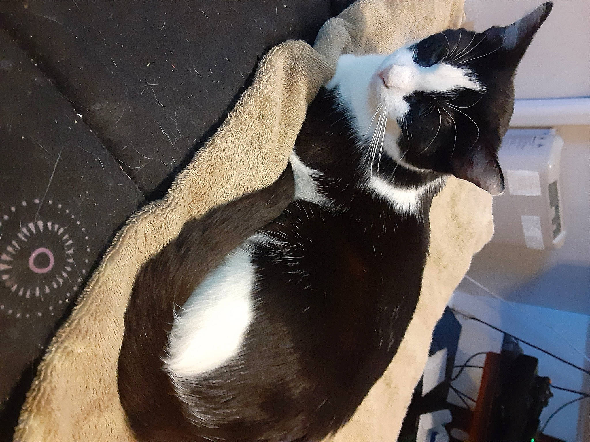 Dinah is registered to the contest to win money with this photo: canidae, carnivore, cat, claw, comfort, dog_breed, domestic_short_haired_cat, eye, felidae, foot, fur, head, paw, small_to_medium_sized_cats, snout, tail, terrestrial_animal, whiskers, wood