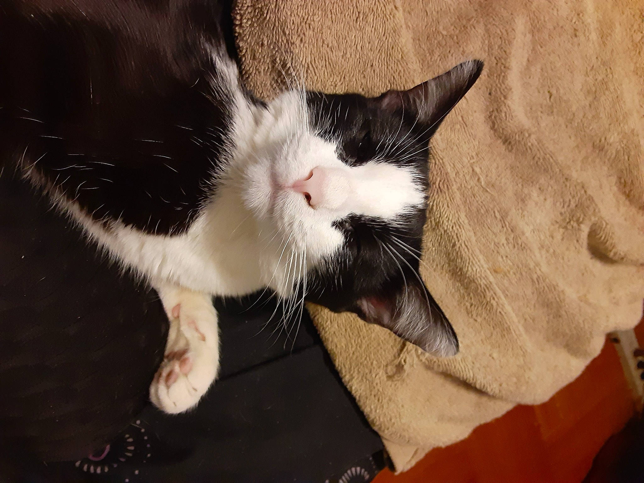 Dinah is registered to the contest to win money with this photo: carnivore, cat, claw, comfort, domestic_short_haired_cat, eye, felidae, foot, fur, human_leg, nap, paw, small_to_medium_sized_cats, snout, tail, whiskers