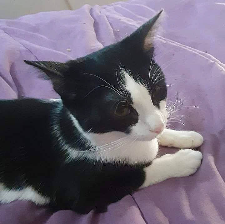 Dinah is registered to the contest to win money with this photo: black_cat, carnivore, cat, claw, comfort, domestic_short_haired_cat, felidae, foot, fur, human_leg, paw, small_to_medium_sized_cats, snout, tail, whiskers, window