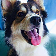 Nami joined the competition — help win amazing prizes! animal, black_fur, brown_eyes, canine, closeup, cute, dog, ears, face, fluffy, friendly, fur, happy, indoor, pet, portrait, smiling, tongue, tongue_out, white_fur