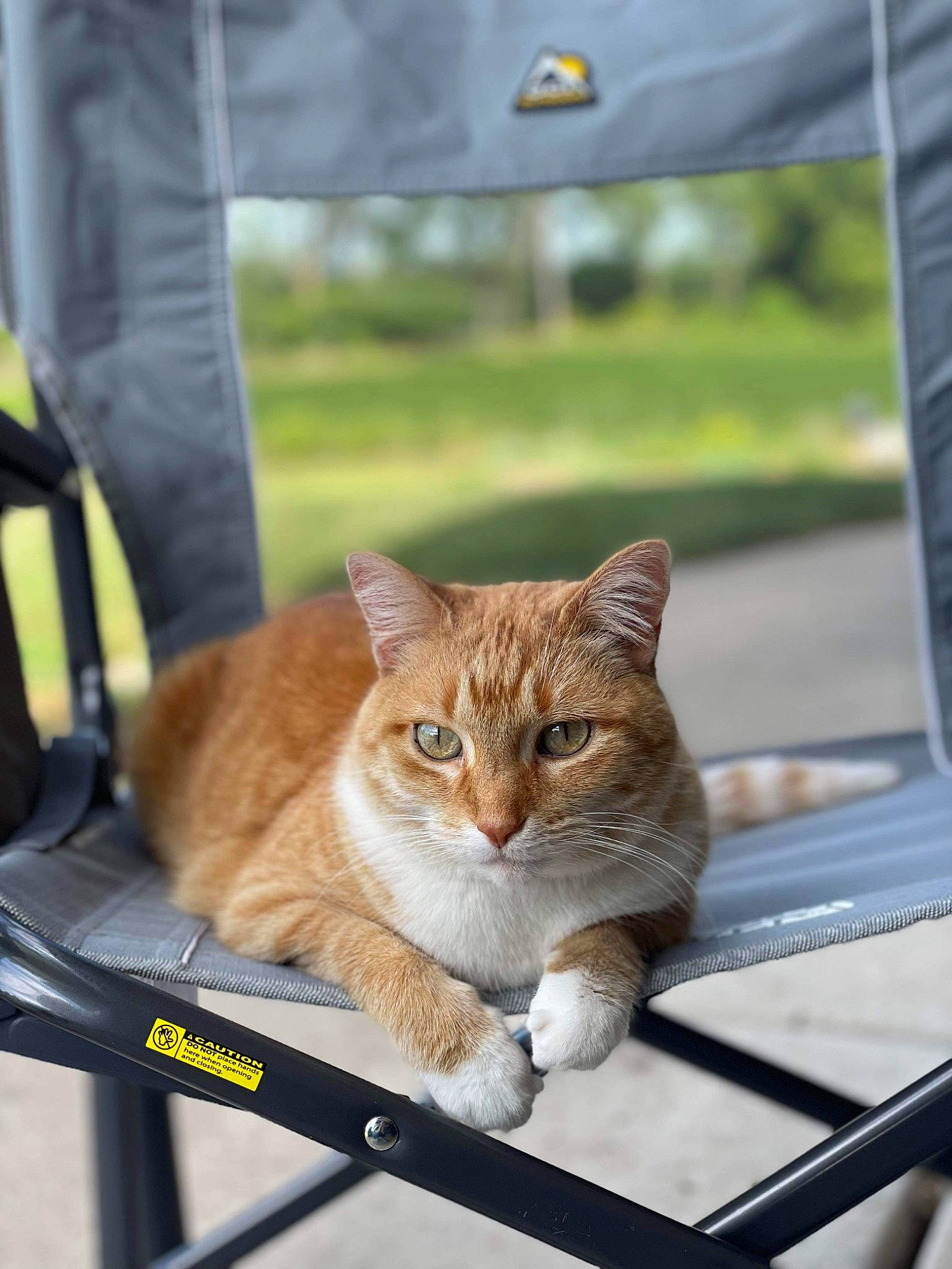 Brick joined the competition — help win amazing prizes! automotive_exterior, carnivore, cat, domestic_short_haired_cat, fawn, felidae, fence, fur, grass, motor_vehicle, photo_caption, sitting, small_to_medium_sized_cats, snout, tail, tree, whiskers, wildlife, window, wood