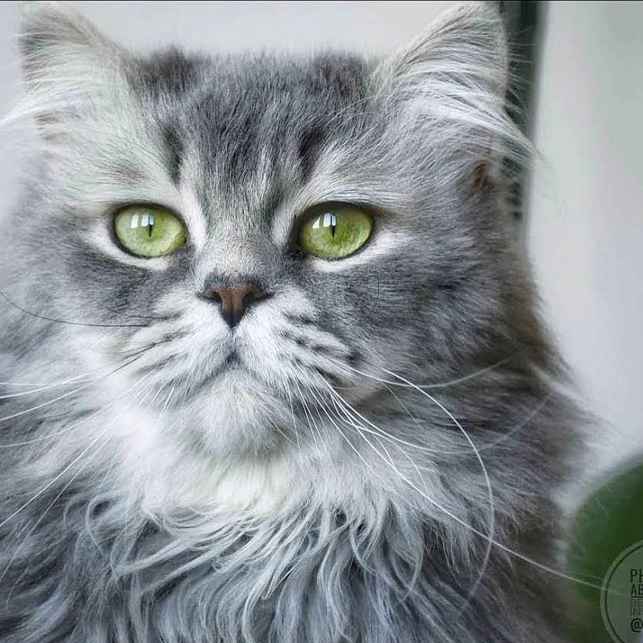 Oran participe au concours pour gagner de l'argent avec cette photo : abyssinian, angora, animal, art, brasssection, cat, drawing, gray, horn, kitten, manx, musicalinstrument, pet, snout