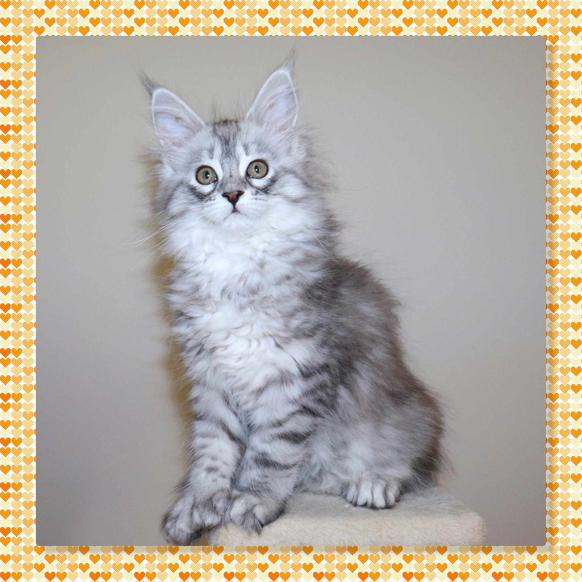 Luna joined the competition — help win amazing prizes! animal, background, cat, cute, ears, eyes, feline, fluffy, fur, gray, heart_pattern, indoor, kitten, pet, portrait, sitting, soft, whiskers, white, young