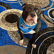 Papas joined the competition — help win amazing prizes! dog, birthday_boy, bandana, pet, animal, carpet, patterned_carpet, black_and_white_dog, indoor, looking_up, cute, celebration, pet_accessory, canine, fur, ears, paws, floor, portrait, domestic_animal