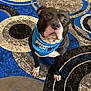 dog, birthday_boy, bandana, pet, animal, carpet, patterned_carpet, black_and_white_dog, indoor, looking_up, cute, celebration, pet_accessory, canine, fur, ears, paws, floor, portrait, domestic_animal