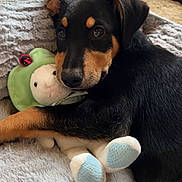 Stella joined the competition — help win amazing prizes! puppy, dog, stuffed_toy, toy, plush, blanket, snuggling, cute, cozy, indoor, pet, animal, fur, black, tan, soft, sleepy, resting, closeup, adorable