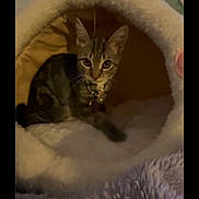 Bonsai Zephyr is registered to the contest to win money with this photo: cat, kitten, tabby, pet, animal, sitting, indoors, cozy, plush_bed, pet_bed, fur, striped_fur, ears, eyes, collar, bell, blanket, soft_texture, phone_screen, screenshot