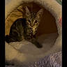 cat, kitten, tabby, pet, animal, sitting, indoors, cozy, plush_bed, pet_bed, fur, striped_fur, ears, eyes, collar, bell, blanket, soft_texture, phone_screen, screenshot