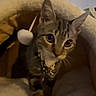 cat, kitten, tabby, pet, animal, feline, indoors, blanket, bed, cozy, collar, bell, sitting, looking_at_camera, wide_eyes, whiskers, ears, brown_fur, soft_lighting, portrait