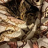 cat, kitten, tabby, sleeping, nap, blanket, fleece, cozy, indoors, pet, animal, fur, striped_fur, paw, whiskers, curled_up, resting, warm, soft, closeup