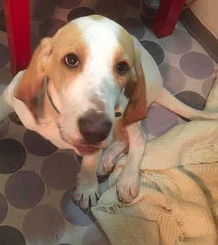 Stardust a rejoint le concours — aidez-le/la à gagner de superbes lots ! canidae, carnivore, comfort, companion_dog, dog, dog_breed, fawn, flooring, hound, hunting_dog, puppy_love, scent_hound, sporting_group, whiskers, working_animal