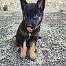 puppy, dog, animal, pet, ears, tongue, outdoor, stone, texture, window, reflection, black_fur, tan_fur, cute, sitting, playful, young, mischievous, ears_up, portrait