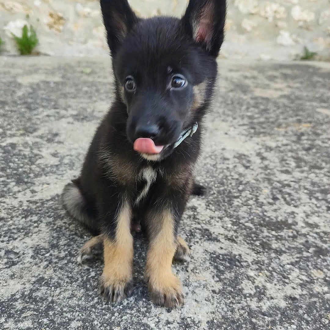 Marley