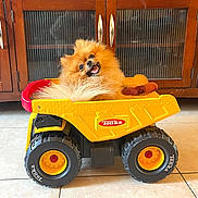Mickey joined the competition — help win amazing prizes! dog, pomeranian, toy_truck, indoor, floor, tile, cabinet, wooden_furniture, pet, cute, fluffy, small_dog, yellow, red, tongue_out, happy, animal, playful, toy, domestic