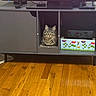 cat, tabby, furniture, tv_stand, wooden_floor, box, flowers, bee, indoor, pet, animal, cubbyhole, gray, sitting, looking, calm, domestic, living_room, colorful, decor