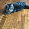 cat, tabby, gray_cat, feline, animal, pet, wooden_floor, flooring, indoor, household, chair, curious, resting, fur, whiskers, ears, tail, looking, domestic_cat, cozy