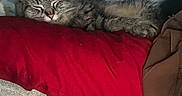 Sukki joined the competition — help win amazing prizes! cat, tabby_cat, sleeping, red_pillow, couch, indoor, pet, fur, relaxed, cozy, resting, feline, home, comfort, animal, whiskers, ears, nose, soft_fur, nap