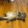 cat, tabby_cat, fluffy, lying_down, wooden_floor, indoor, relaxed, pet, animal, feline, curious, flooring, domestic_cat, fur, whiskers, tail, paw, looking_at_camera, household, cozy