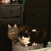 Sukki is registered to the contest to win money with this photo: cat, tabby_cat, tuxedo_cat, feline, pet, indoor, furniture, ottoman, velvet, studs, plant, black_furniture, cozy, resting, domestic_animal, two_animals, companion, bedroom, low_light, curious