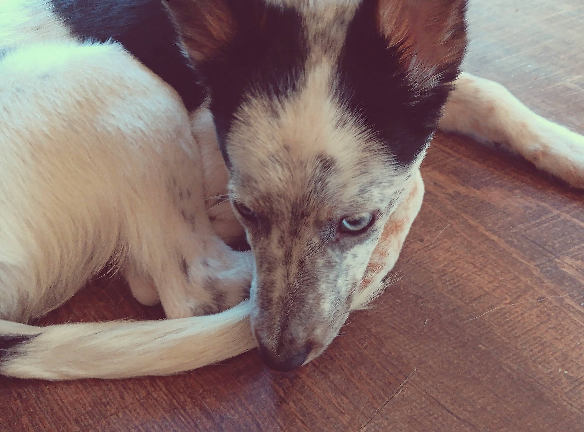 Spot joined the competition — help win amazing prizes! ancient_dog_breeds, canidae, carnivore, companion_dog, dog, dog_breed, fawn, fur, happy, herding_dog, jaw, paw, snout, sporting_group, terrestrial_animal, whiskers, wildlife, wood, working_animal, working_dog