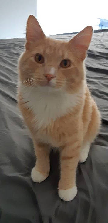 Koa joined the competition — help win amazing prizes! carnivore, cat, domestic_short_haired_cat, fawn, felidae, fur, paw, small_to_medium_sized_cats, snout, tail, terrestrial_animal, whiskers, window