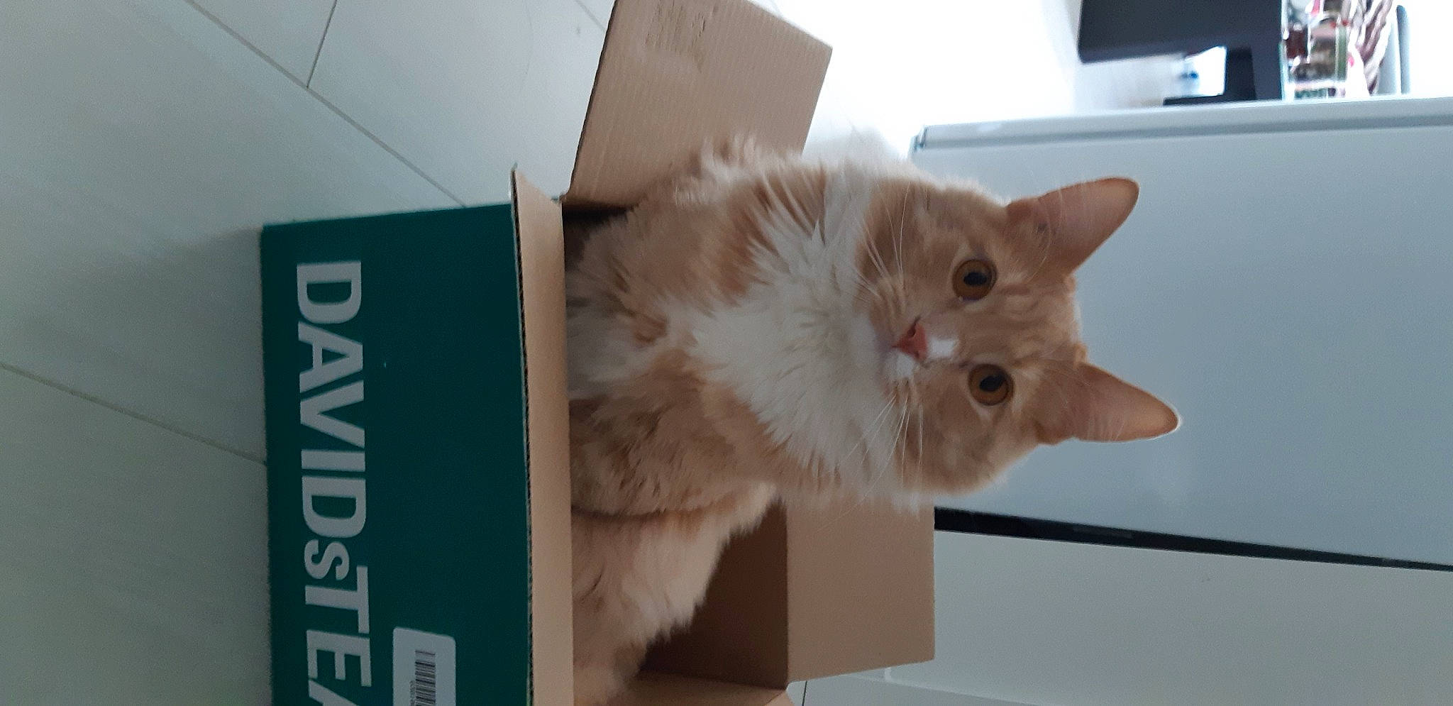 Koa joined the competition — help win amazing prizes! box, cardboard, carnivore, carton, cat, domestic_short_haired_cat, fawn, felidae, fur, packaging_and_labeling, paw, small_to_medium_sized_cats, snout, tail, whiskers