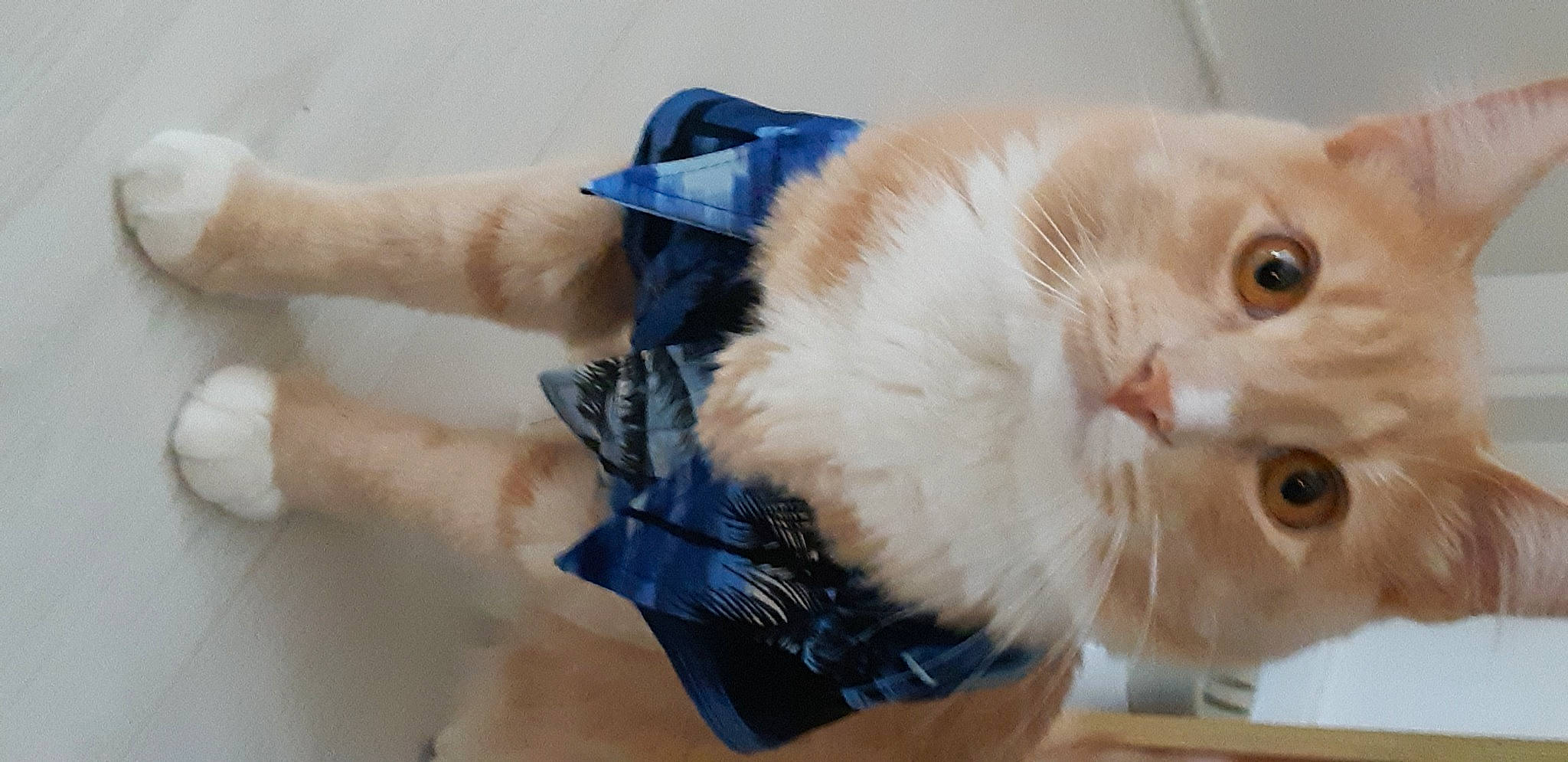 Koa is registered to the contest to win money with this photo: carnivore, cat, claw, comfort, domestic_short_haired_cat, electric_blue, fashion_accessory, felidae, fur, paw, personal_protective_equipment, small_to_medium_sized_cats, tail, whiskers, wrist