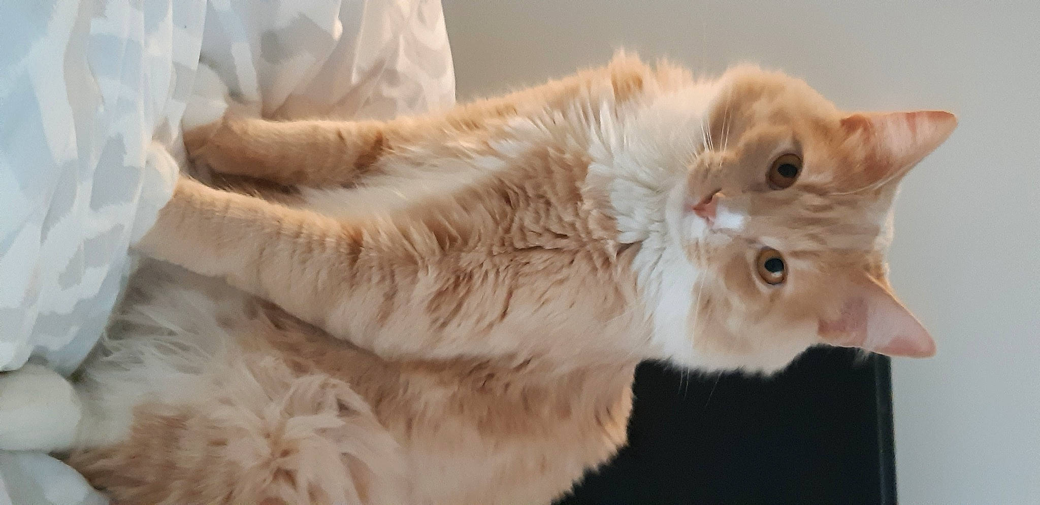Koa joined the competition — help win amazing prizes! british_longhair, carnivore, cat, claw, domestic_short_haired_cat, felidae, fur, paw, small_to_medium_sized_cats, tail, terrestrial_animal, whiskers, window