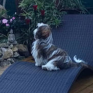 Lahmo participe au concours pour gagner de l'argent avec cette photo : canidae, carnivore, chinese_imperial_dog, companion_dog, dog, dog_breed, fawn, grass, havanese, japanese_chin, lhasa_apso, liver, non_sporting_group, puppy, shih_tzu, sporting_group, tibetan_spaniel, tibetan_terrier, toy_dog