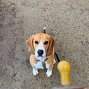 Sunny participe au concours pour gagner de l'argent avec cette photo : dog, beagle, puppy, pet, animal, outdoor, gravel, path, leash, brown, white, ears, sitting, looking_up, cute, attention, collar, nose, paws, pacifier