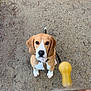 dog, beagle, puppy, pet, animal, outdoor, gravel, path, leash, brown, white, ears, sitting, looking_up, cute, attention, collar, nose, paws, pacifier